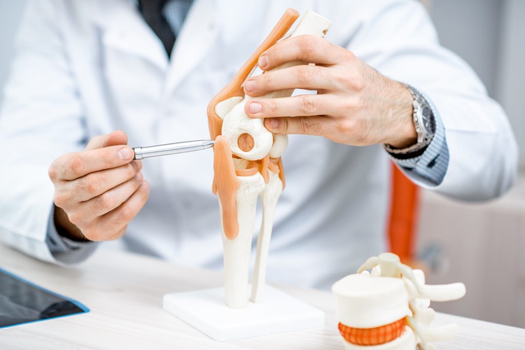 therapist showing knee joint model
